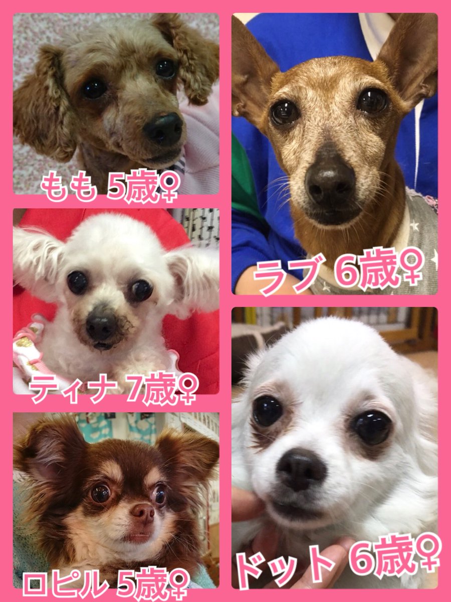 🐾今日の里親様募集中ワンコ🐶メンバーです🐾2019,4,19